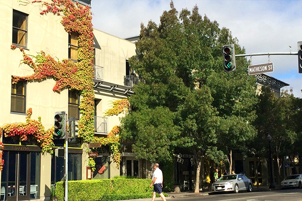 Healdsburg Downtown with mature trees and buildings covered in ivy