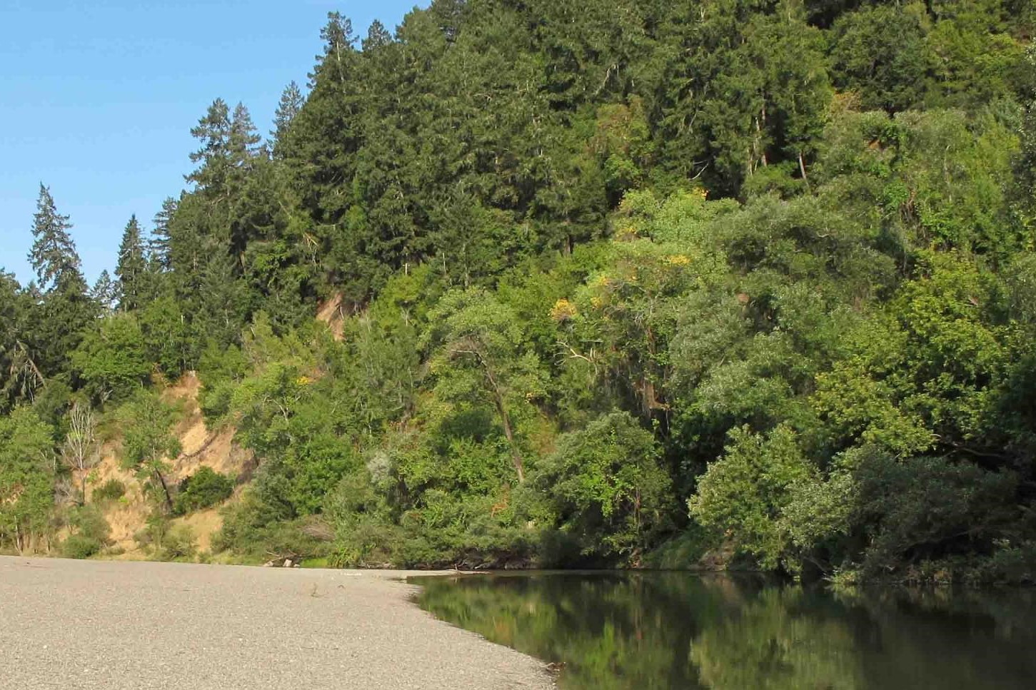 Mom's Beach at the Russian River. Sand bed on one side and lush foliage and redwoods on the other.