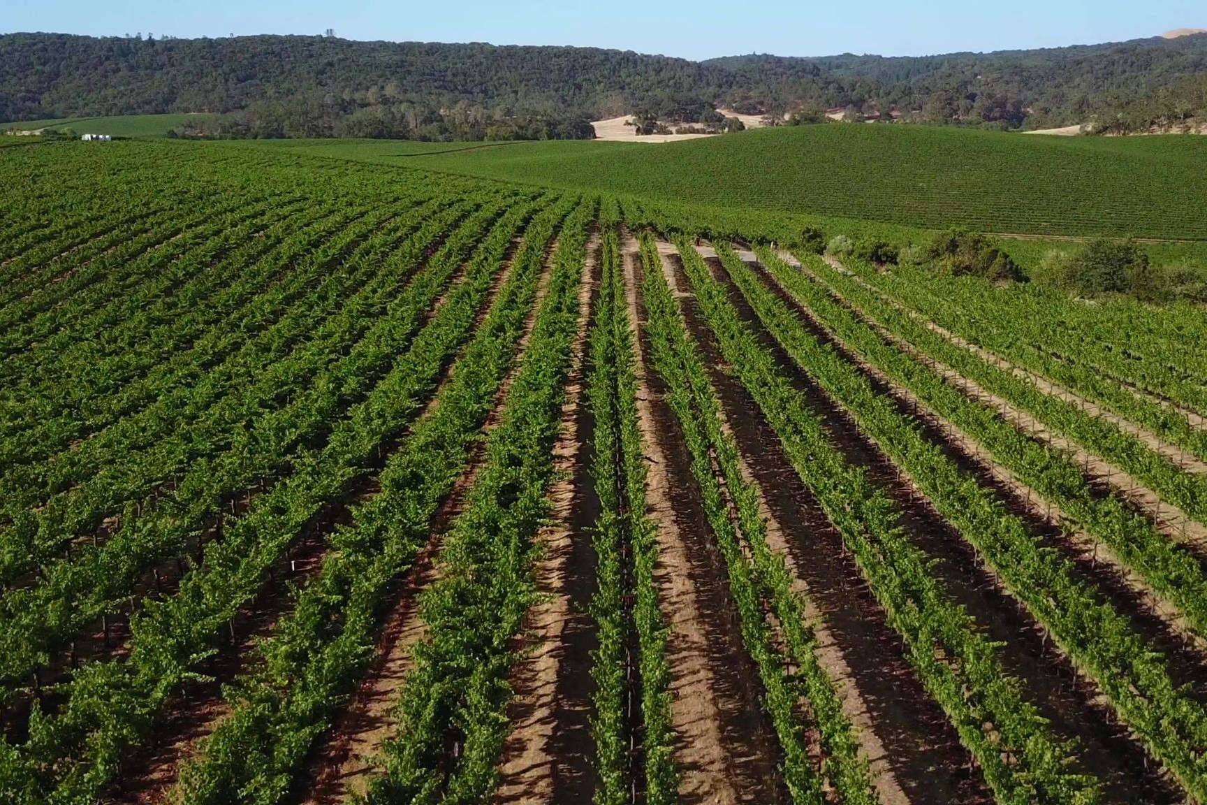 Green vineyards in Cloverdale, CA