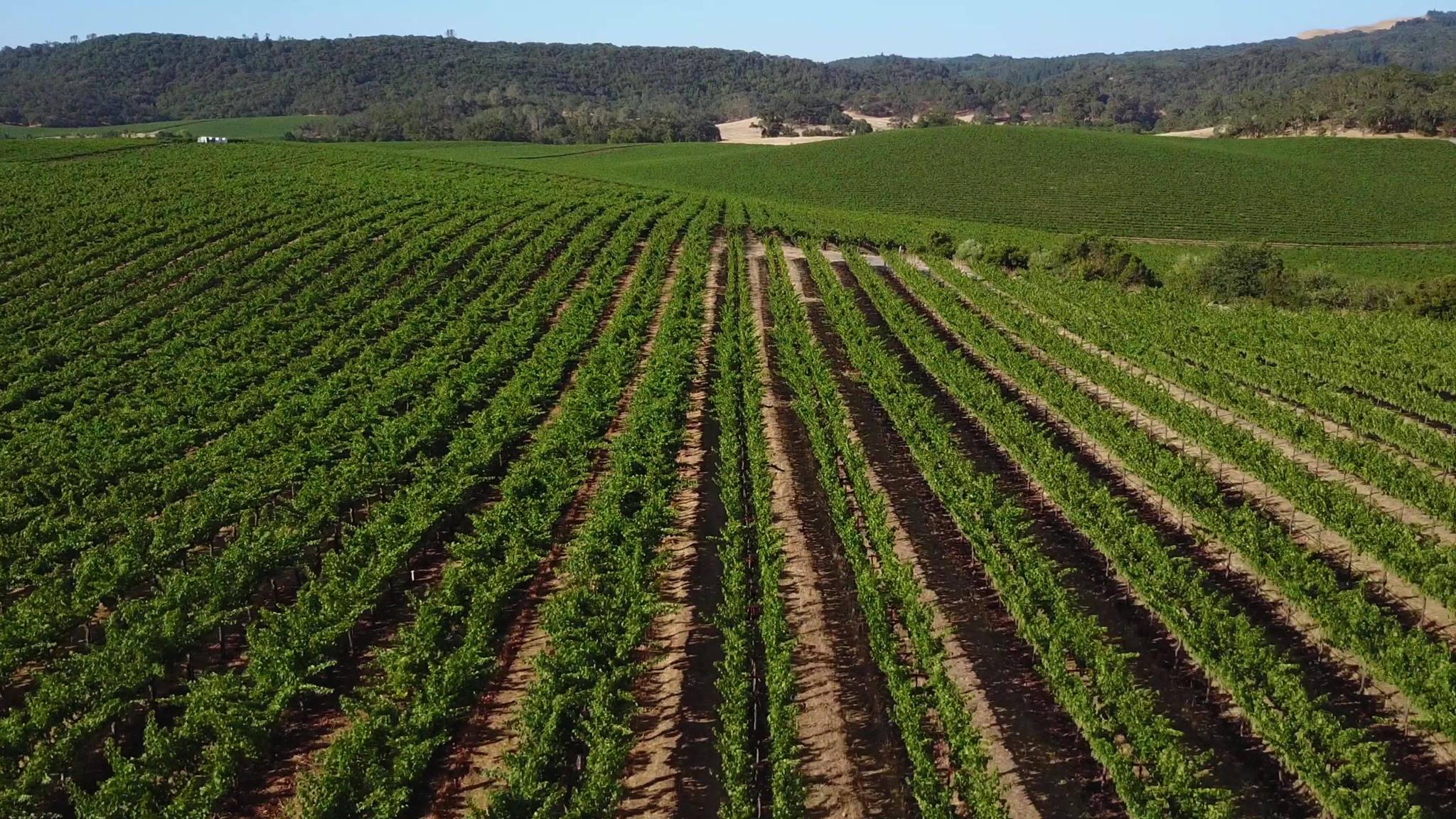 Green vineyards in Cloverdale, CA